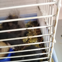 Cuccioli di criceti
