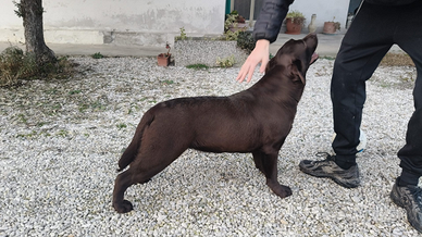 Cuccioli di labrador retriver puro chocolate