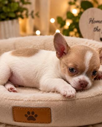 Cuccioli di chihuahua con pedigree