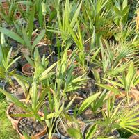  piante di Phoenix canariensis 