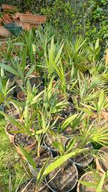  piante di Phoenix canariensis 