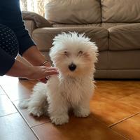 Cucciolo di Maltese