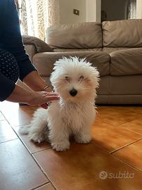 Cucciolo di Maltese