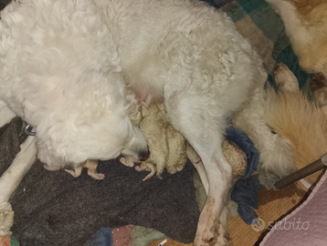 Pastore Abruzzese Aborigeno(nati 20-12-2025)