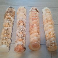 Lotto di 56 gusci di capesante 