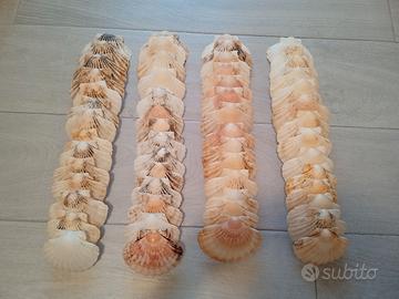 Lotto di 56 gusci di capesante 