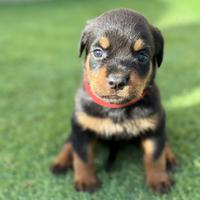 Cucciole di rottweiler