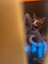 Gattina