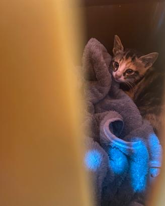Gattina