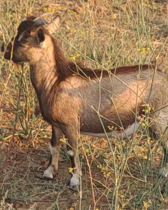 Capretto tibetano