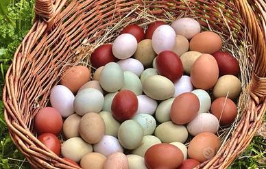 Galline marans e australorp