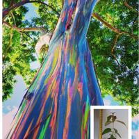 Eucalipto Arcobaleno