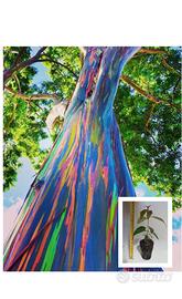 Eucalipto Arcobaleno