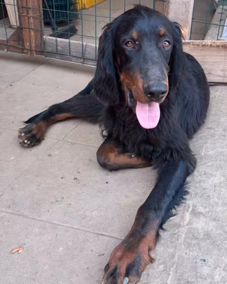 Ultimo cucciolo di setter gordon