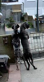 Cane Alano