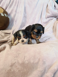 Cavalier king con Pedigree ENCI