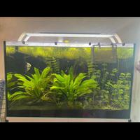 Acquario 250 litri