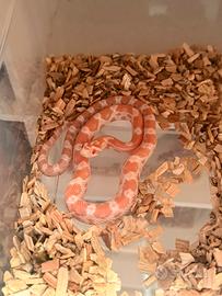 Serpenti del grano