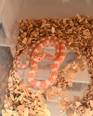 Serpenti del grano