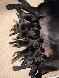 Labrador da lavoro