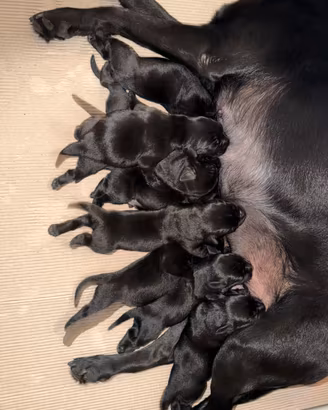 Labrador da lavoro