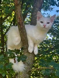 Cuccioli Angora Turco