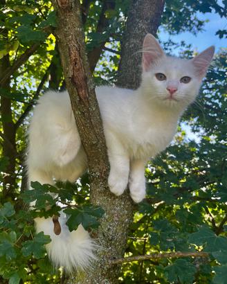 Cuccioli Angora Turco