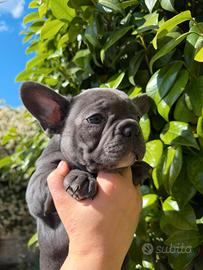 Bulldog Francese