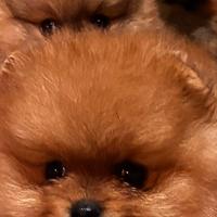 Spitz tedesco nano (Pomerania )