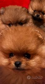 Spitz tedesco nano (Pomerania )