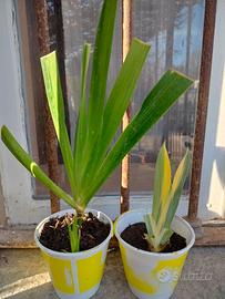 iris Variegato e iris japonica,per Fabrizio 
