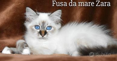 Cucciolo sacro di birmania Seal tabby point