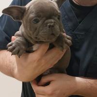 Cuccioli di Bulldog Francese
