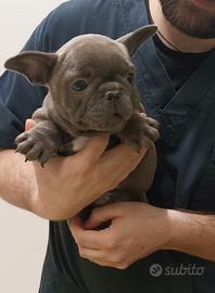Cuccioli di Bulldog Francese
