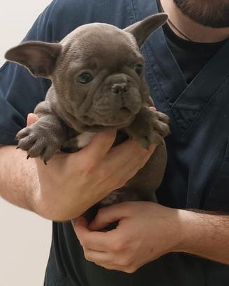 Cuccioli di Bulldog Francese