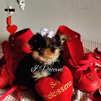 Mini Mini Yorkshire terrier