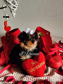 Mini Mini Yorkshire terrier