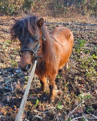 Cavallo
