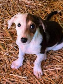 FAN, tenero cucciolo ZAMPACORTA tg PICCOLA