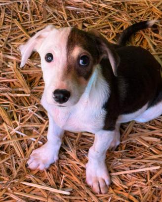 FAN, tenero cucciolo ZAMPACORTA tg PICCOLA