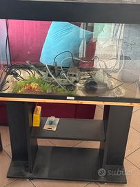 Acquario