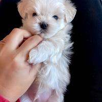 Cucciola Maltese Toy