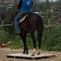 Cavallo psi
