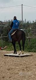 Cavallo psi