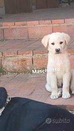 Cuccioli Borador mix Labrador x Border Collie