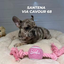 BULLDOG francese 4 mesi