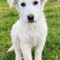 Cucciolo in attesa di trovare casa