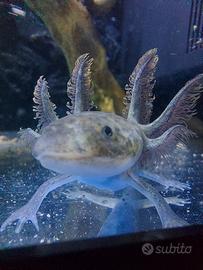  Esemplari di axolotl