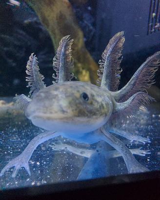 Esemplari di axolotl