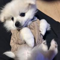 Volpino maschio per monta